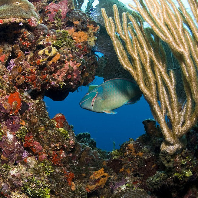 Isla Contoy Tour – Nature, Snorkel & Paradise in the Caribbean