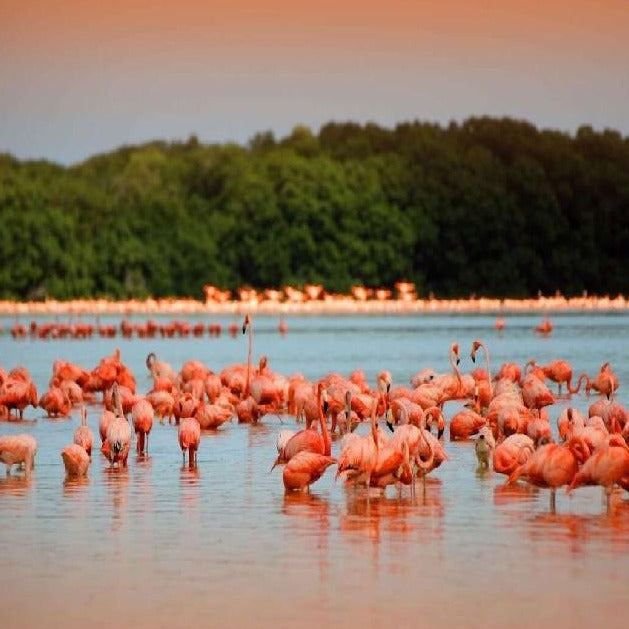 Coloradas and Rio Lagartos