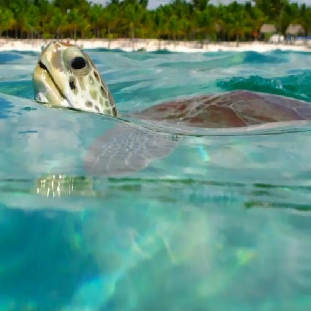 Tulum Nado con tortugas en Akumal