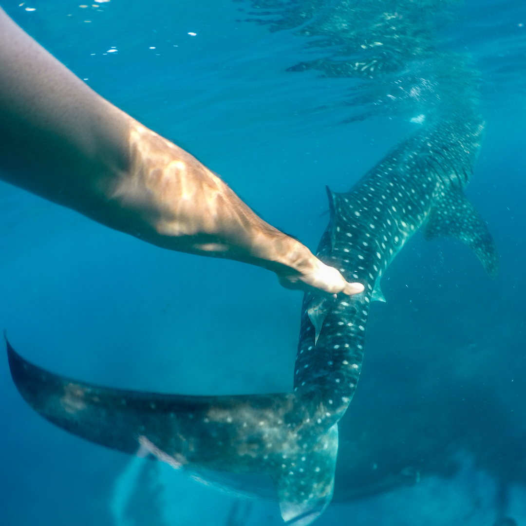 VIP Whale Shark Tour in Holbox – Snorkel Experience with Punta Mosquito & Cabo Catoche