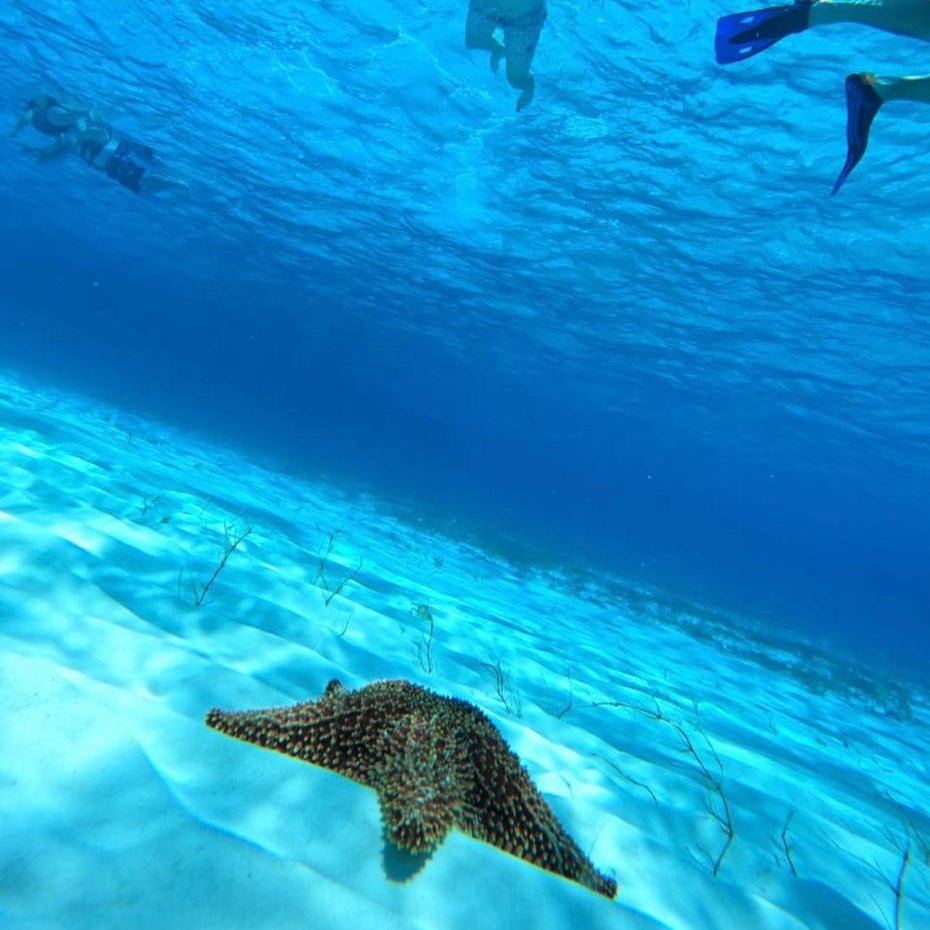 Cozumel El Cielo Snorkel Tour by Boat – Palancar Reef, Starfish & Snacks