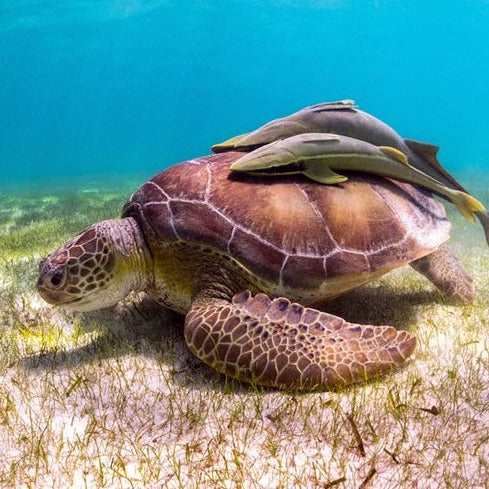 Tulum Nado con tortugas en Akumal