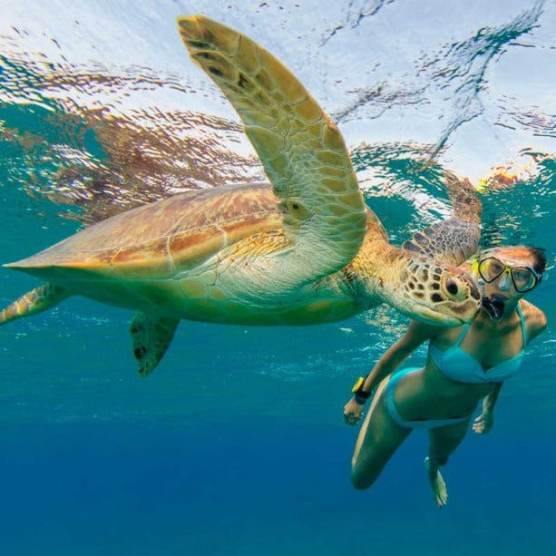 Tulum Nado con tortugas en Akumal