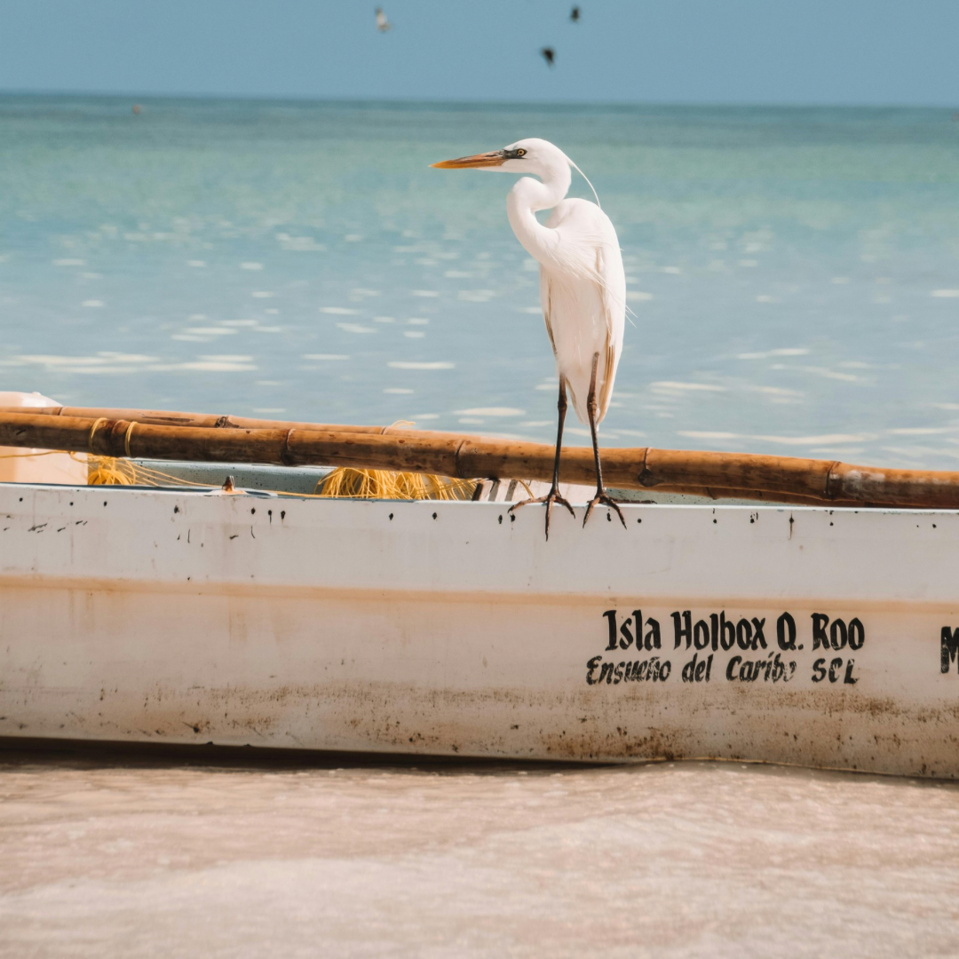 Tours en Holbox – Vive el Paraíso Natural del Caribe Mexicano