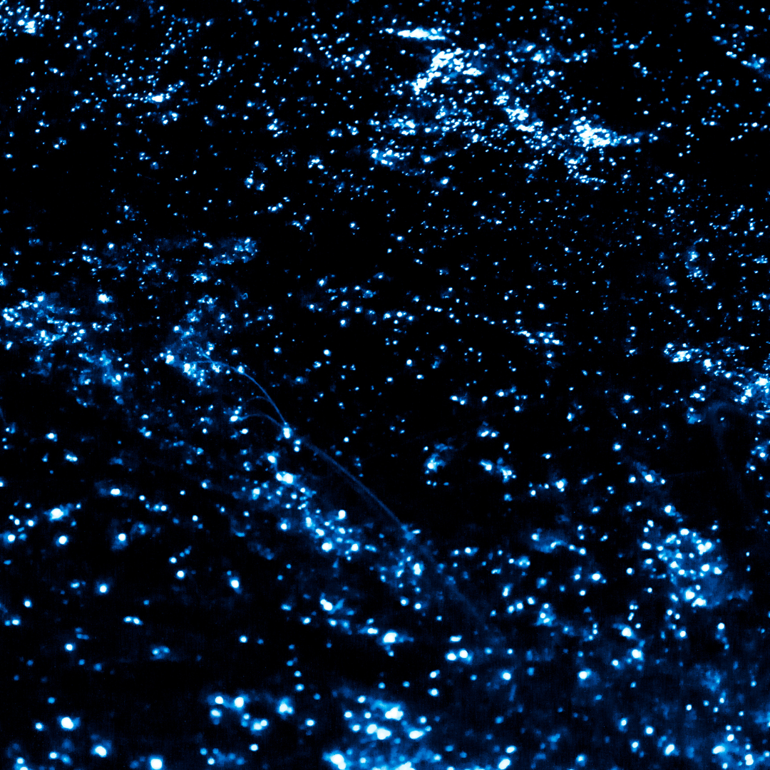 Holbox Bioluminescence Beach Tour – Night Experience with Transportation
