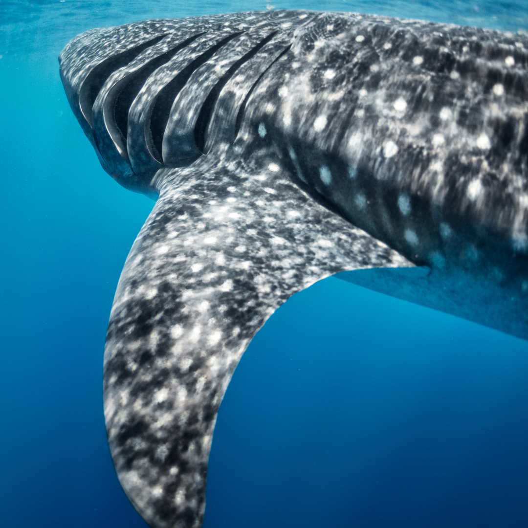 VIP Whale Shark Tour in Holbox – Snorkel Experience with Punta Mosquito & Cabo Catoche