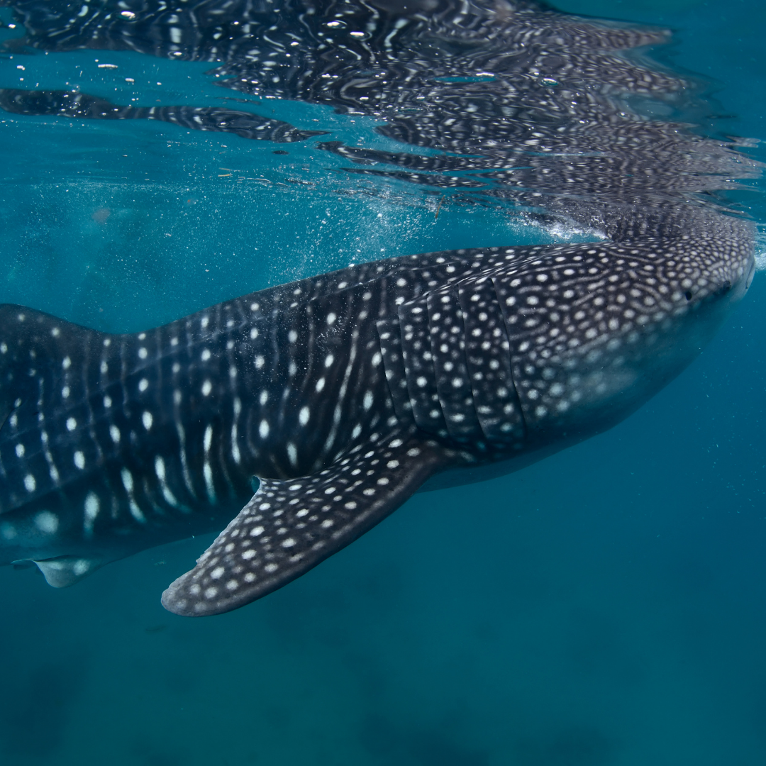 Whale Shark Tour in Holbox – Snorkel Experience in the Caribbean