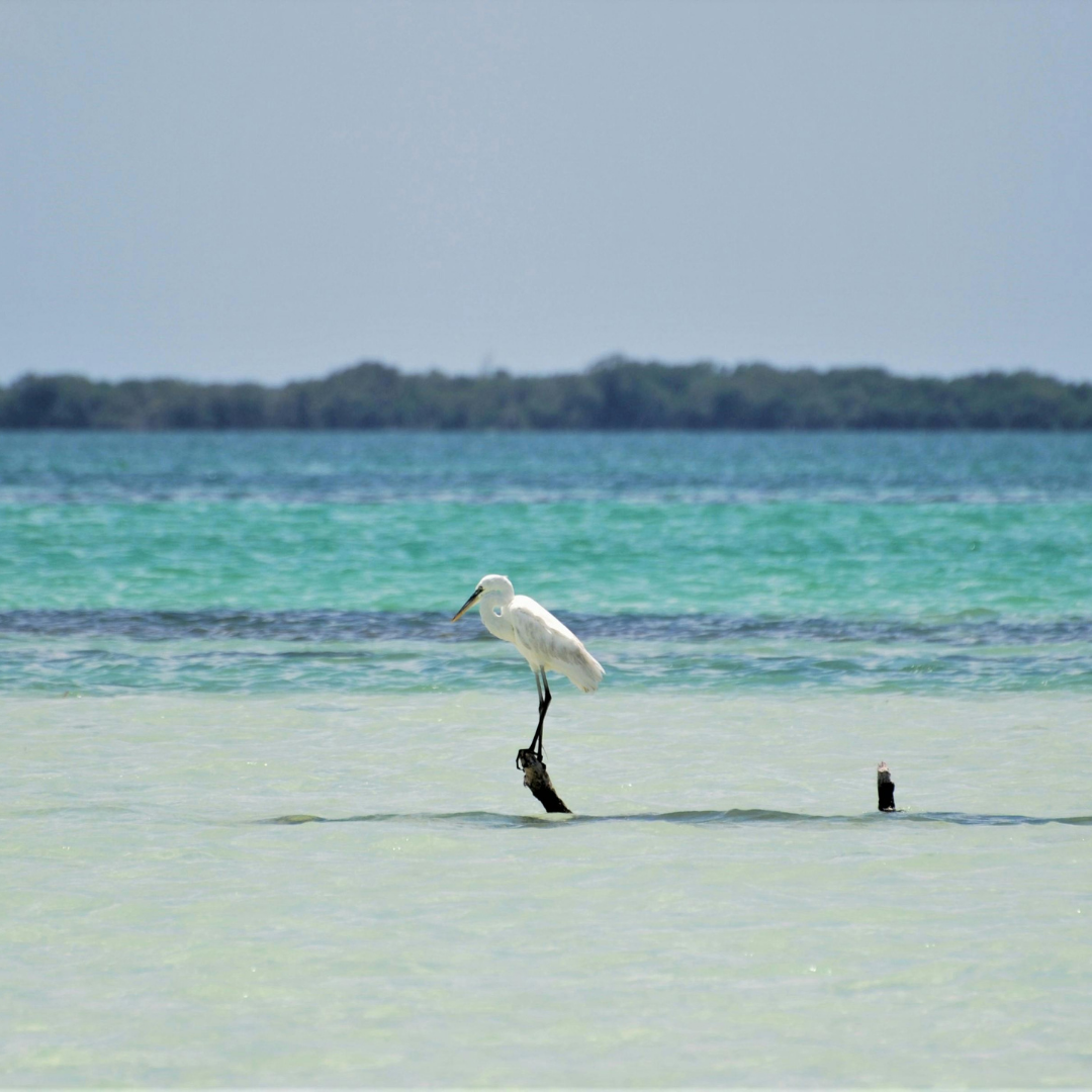 Private Yacht in Holbox – Sunrise or Sunset Experience with Snorkeling & Drinks